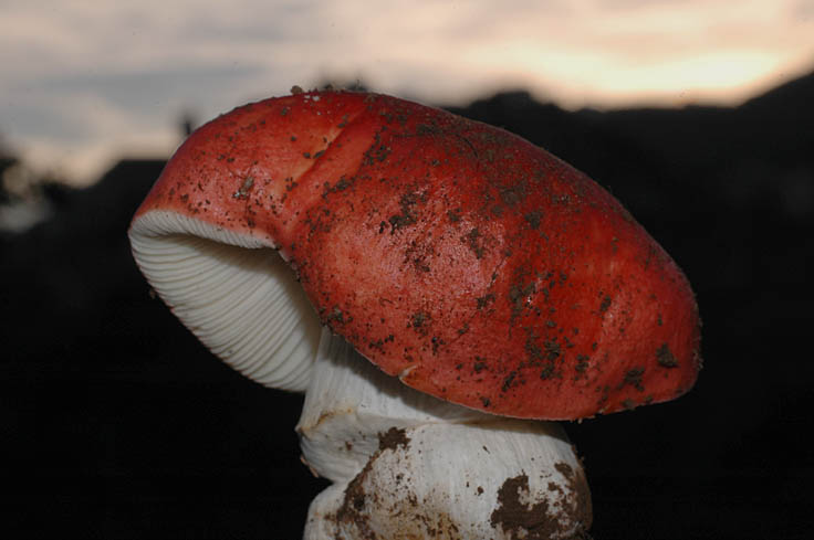 Russula muy picante